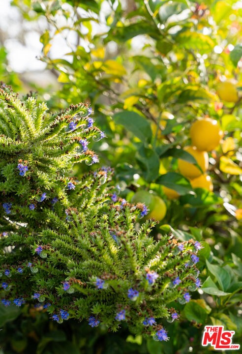 7 Monte Alegre Carpinteria, CA 93013 - Photo 20 of 23 a view of tree