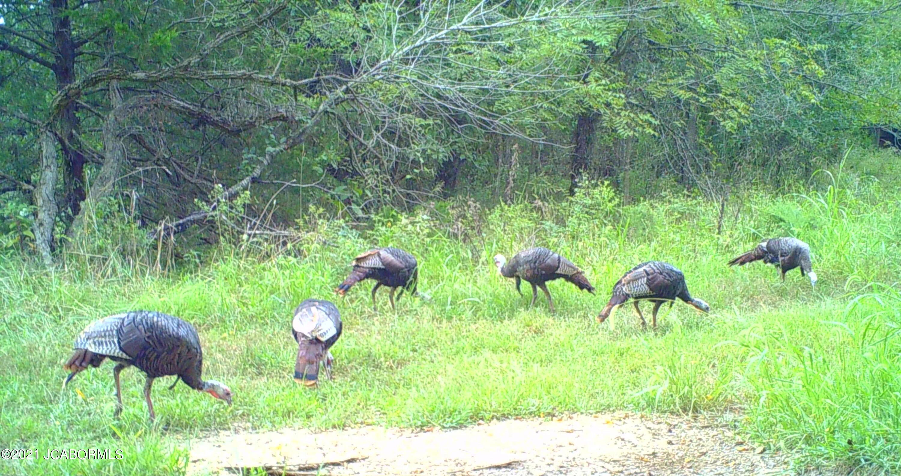 60924 Red Bird Road Jamestown, MO 65046 - Photo 19 of 50