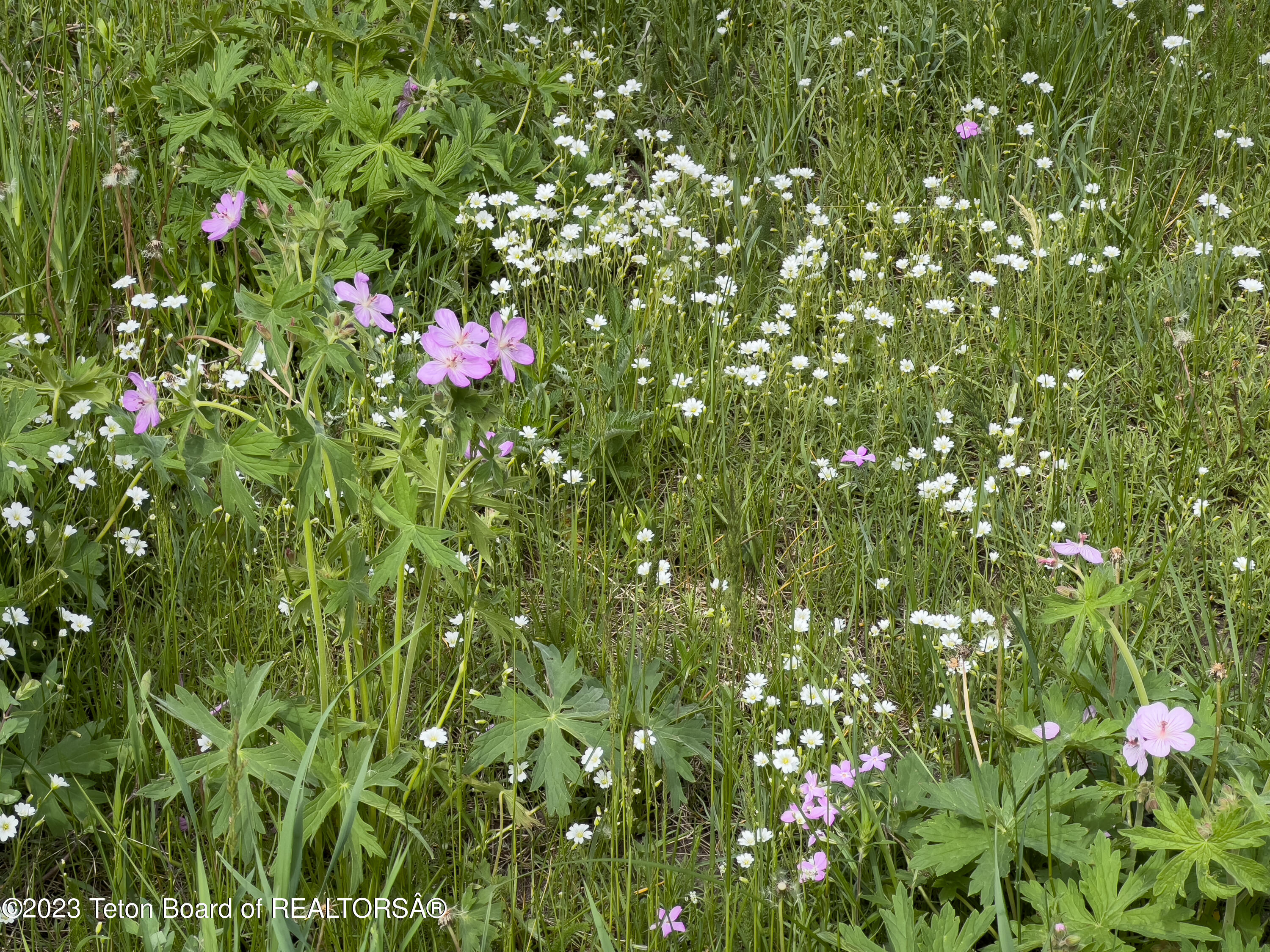 Rodeo Road Jackson, WY 83001 - Photo 23 of 25 Flowers