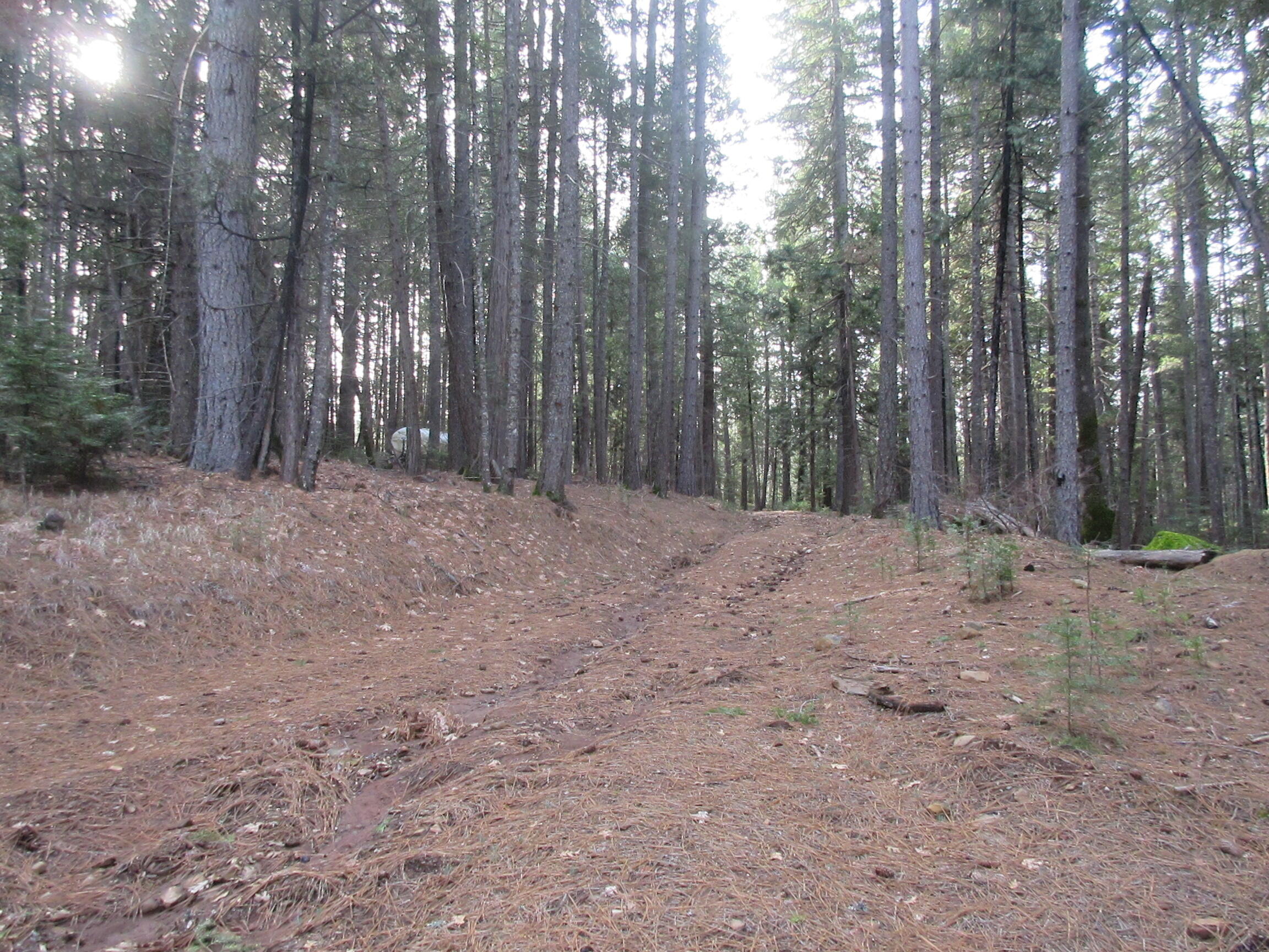 30425 Frontier Road Oak Run, CA 96069 - Photo 11 of 35 a view of backyard with trees