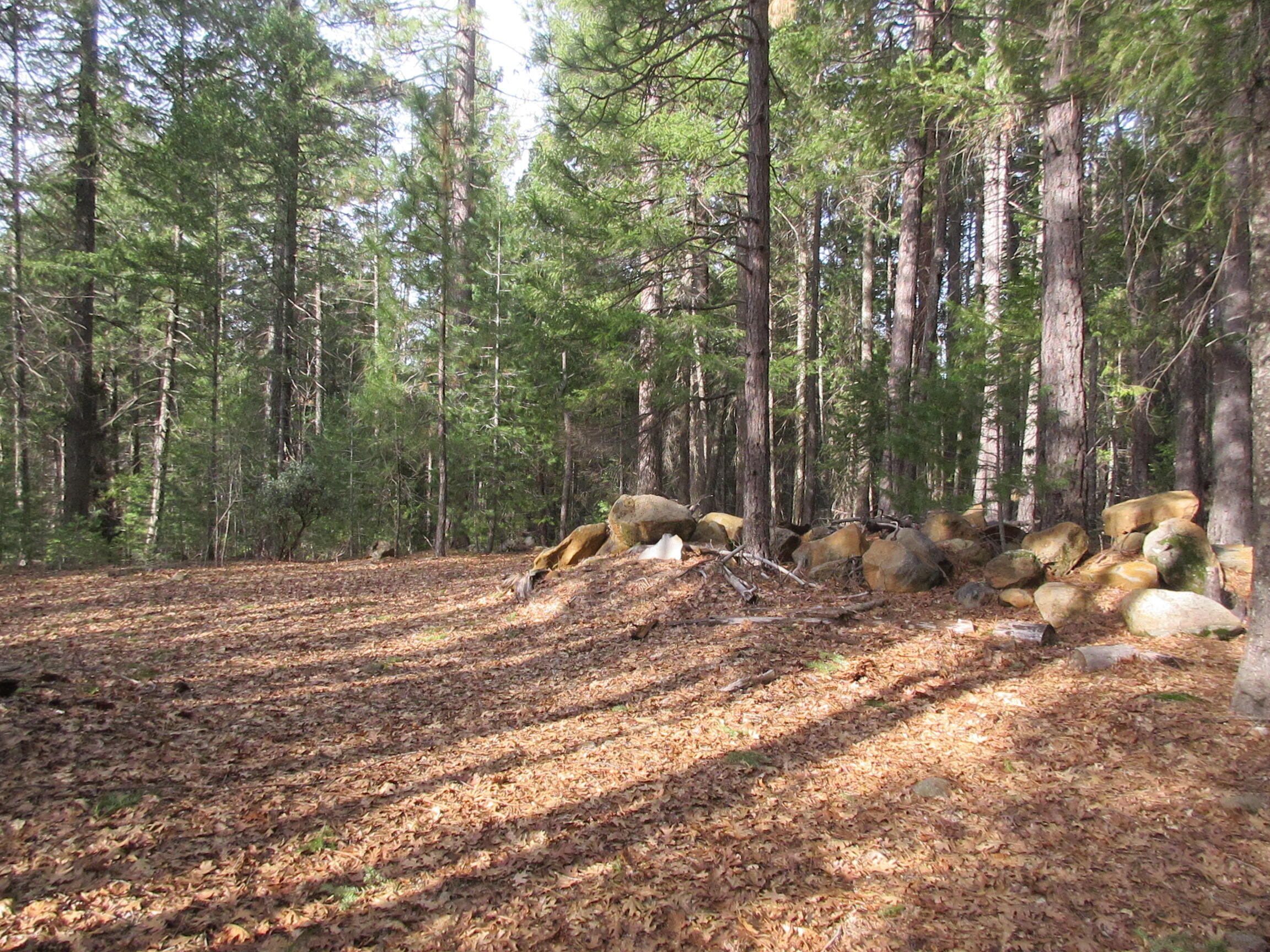 30425 Frontier Road Oak Run, CA 96069 - Photo 12 of 35 a view of outdoor space with trees
