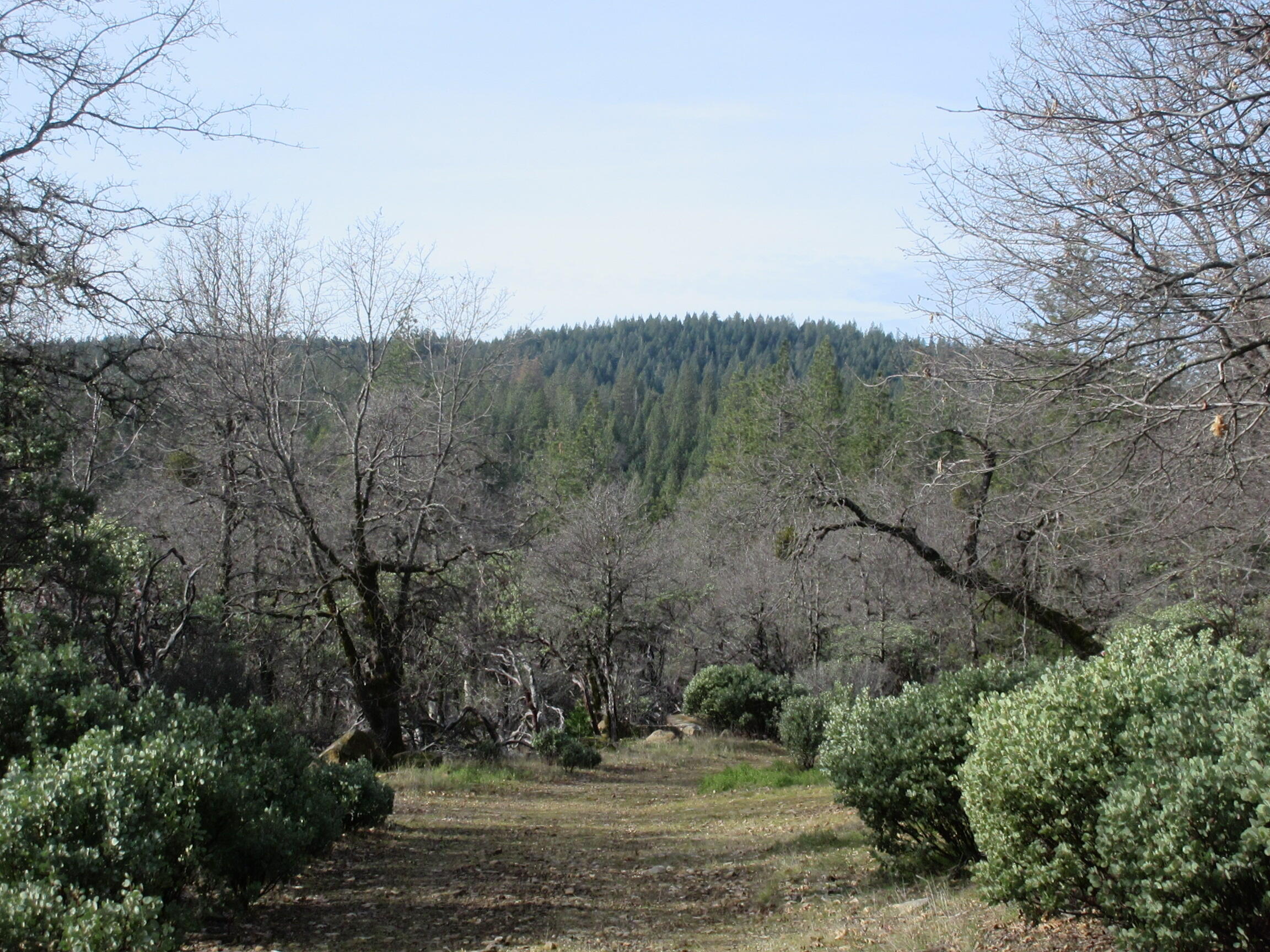 30425 Frontier Road Oak Run, CA 96069 - Photo 13 of 35 a view of a forest with trees in the background
