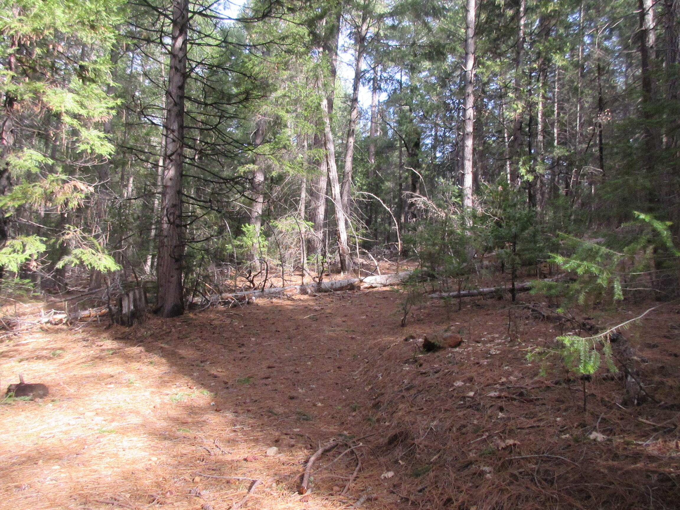 30425 Frontier Road Oak Run, CA 96069 - Photo 15 of 35 a view of a forest with trees