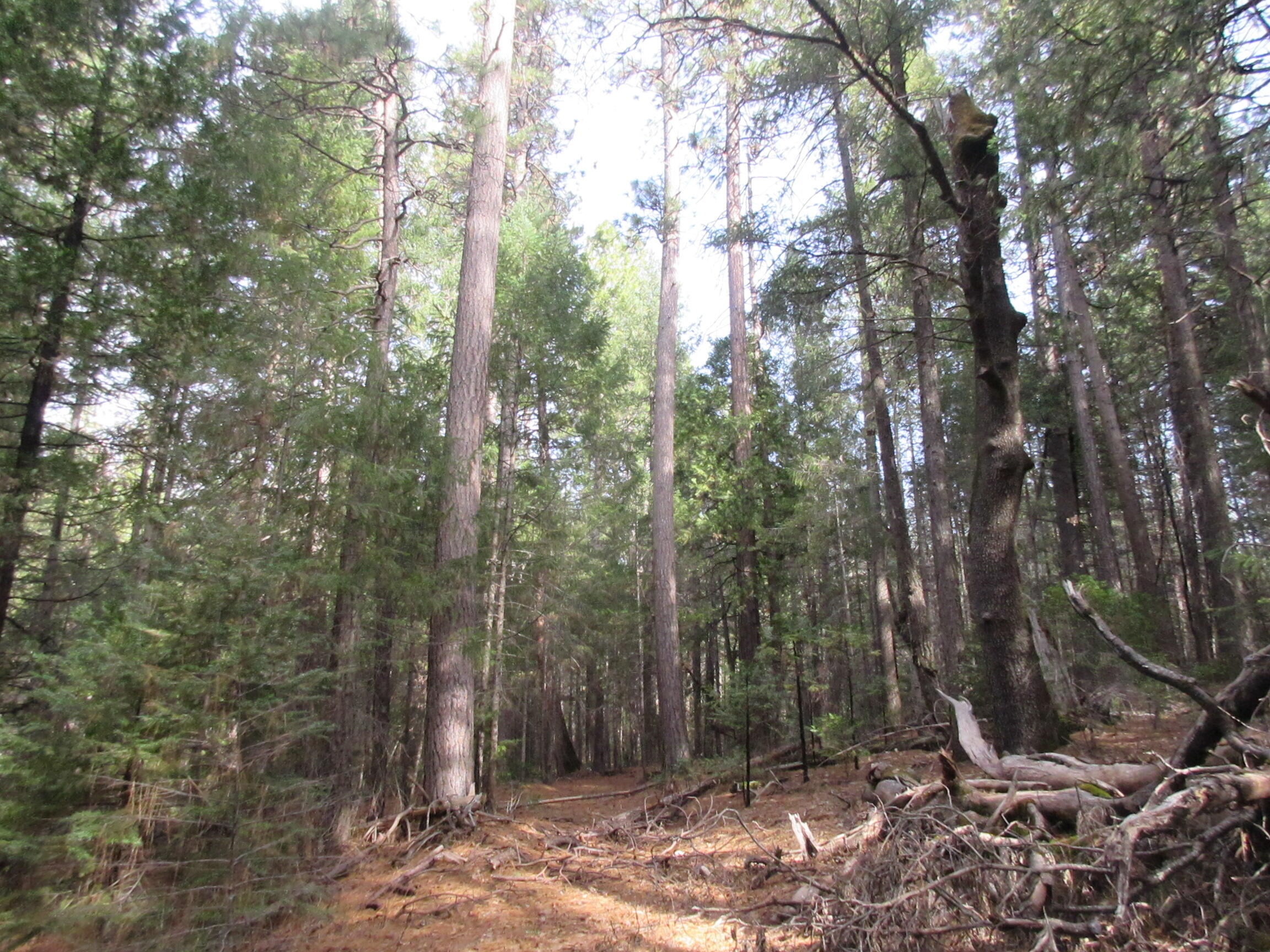 30425 Frontier Road Oak Run, CA 96069 - Photo 17 of 35 a view of a forest with trees