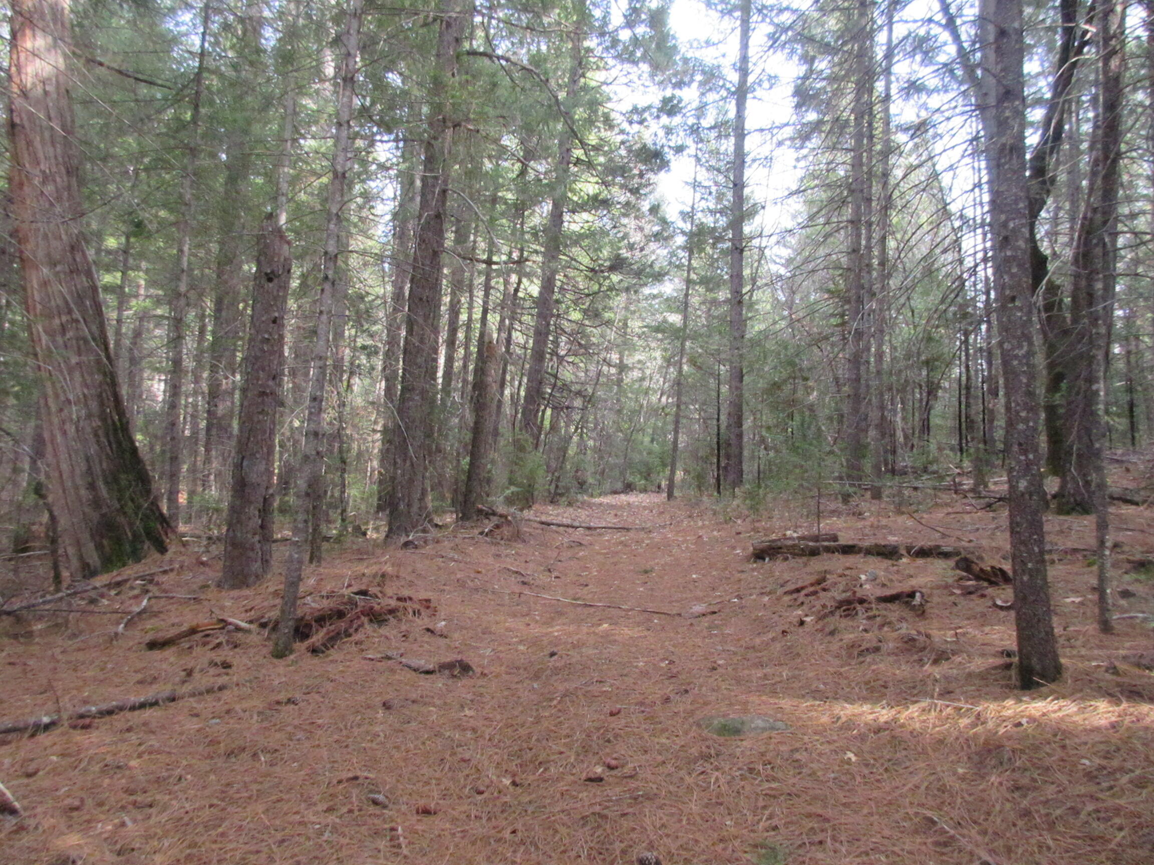 30425 Frontier Road Oak Run, CA 96069 - Photo 18 of 35 a view of a forest with trees in the background