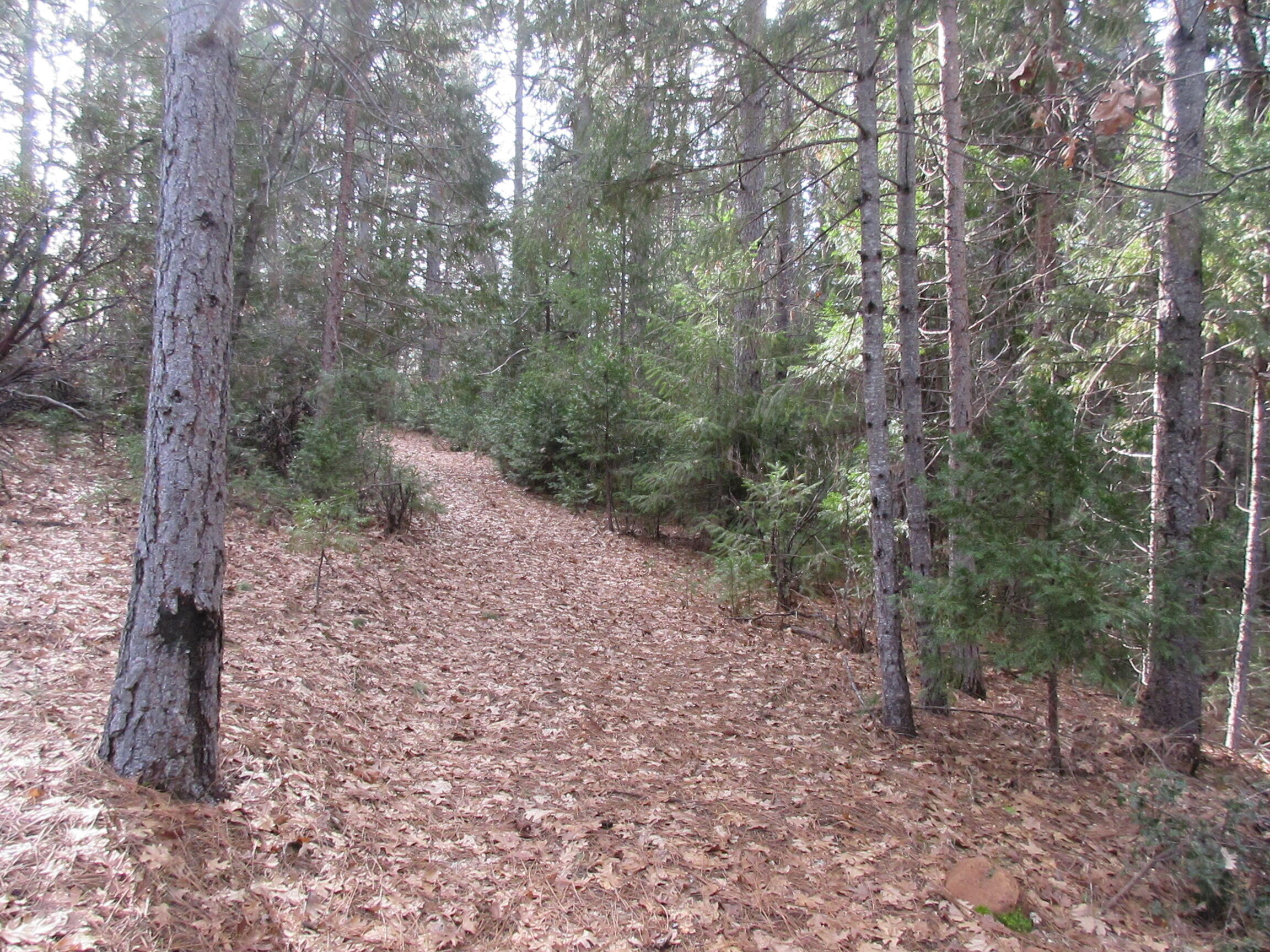 30425 Frontier Road Oak Run, CA 96069 - Photo 19 of 35 a view of a forest with trees in the background
