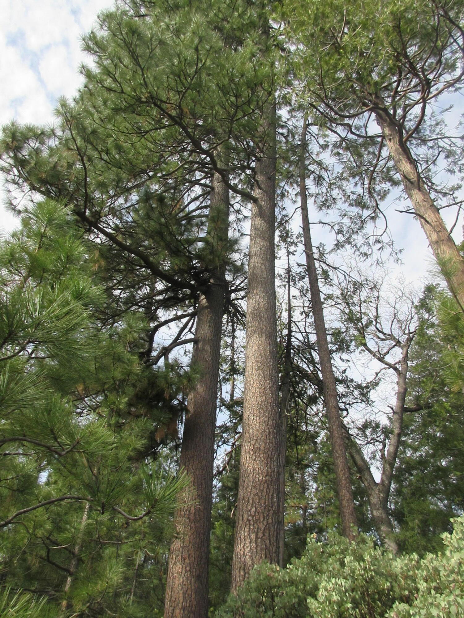 30425 Frontier Road Oak Run, CA 96069 - Photo 20 of 35 a view of forest