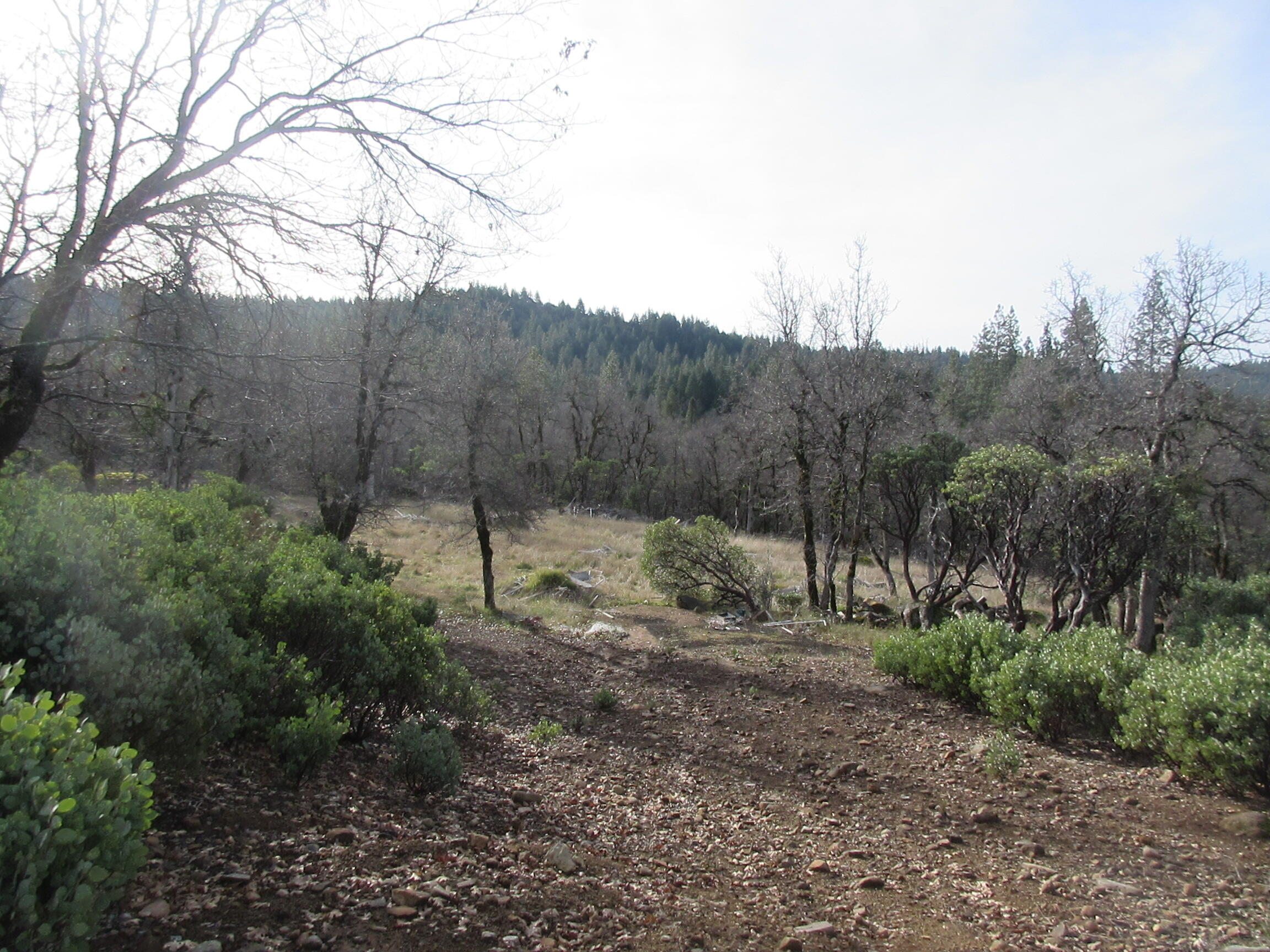 30425 Frontier Road Oak Run, CA 96069 - Photo 2 of 35 a view of a forest with trees in front of it
