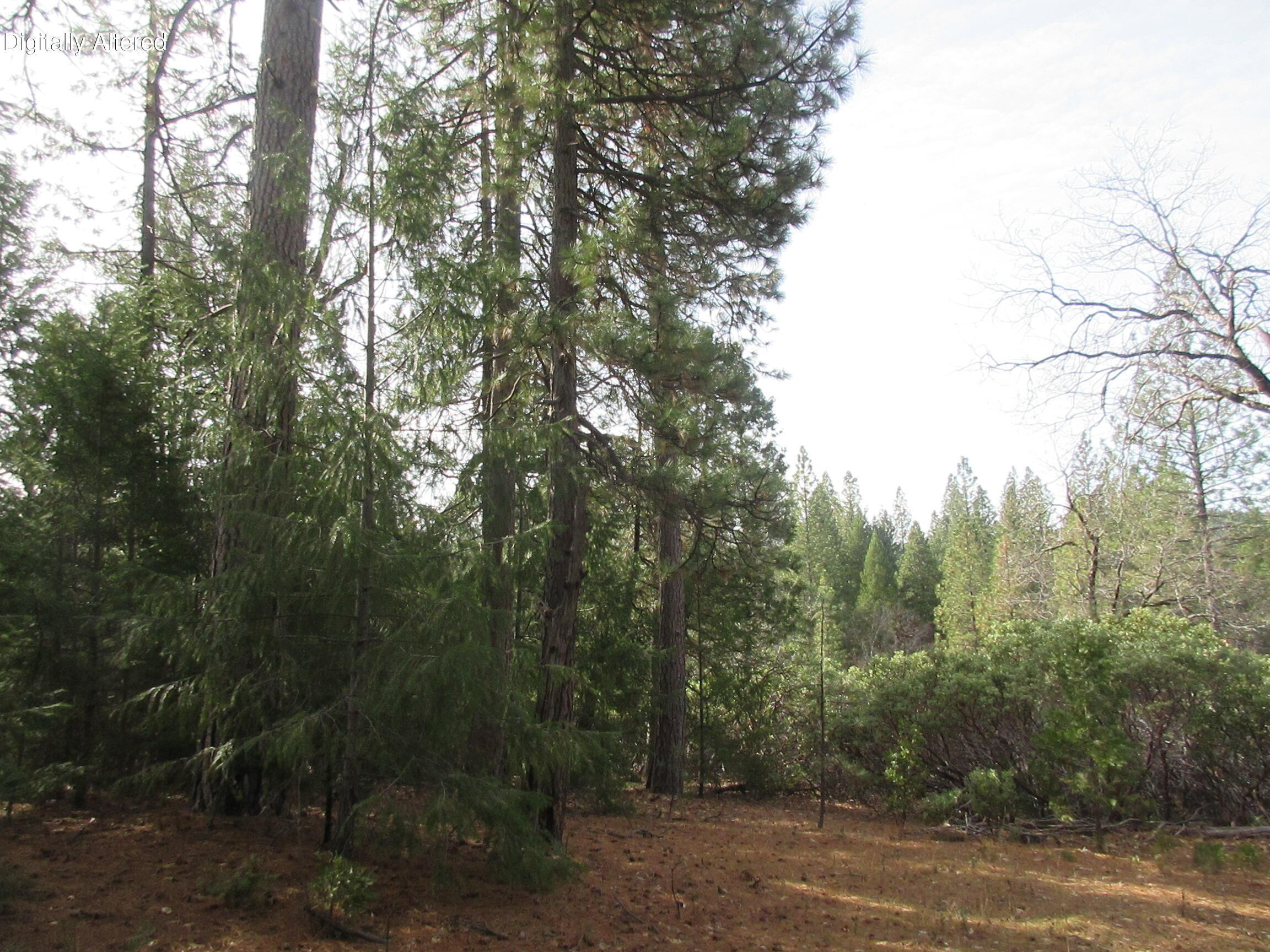 30425 Frontier Road Oak Run, CA 96069 - Photo 21 of 35 a view of a forest with trees in front of it
