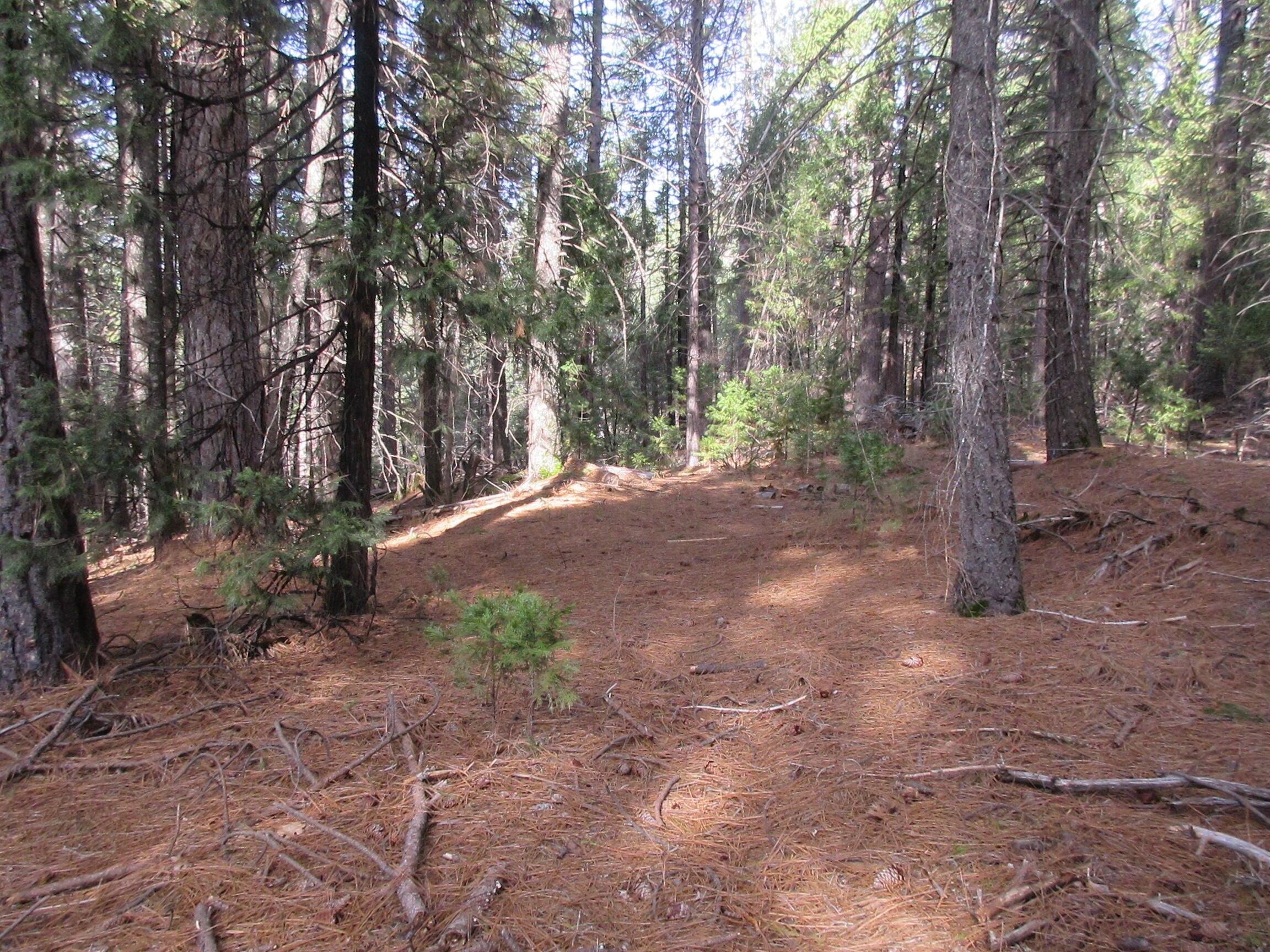 30425 Frontier Road Oak Run, CA 96069 - Photo 23 of 35 a view of a forest with trees