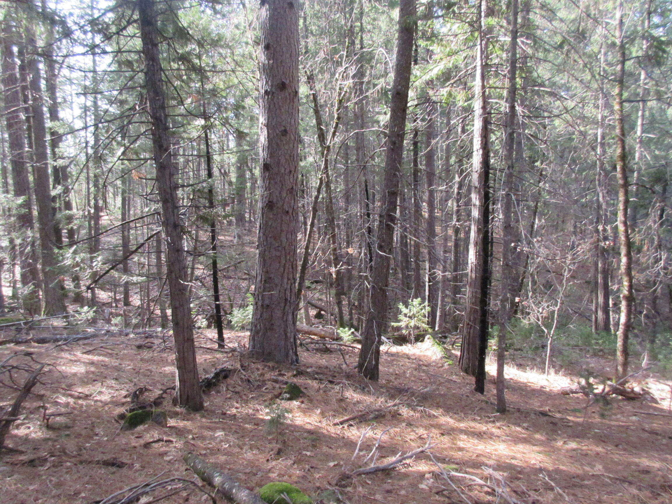 30425 Frontier Road Oak Run, CA 96069 - Photo 24 of 35 a view of outdoor space with lots of trees