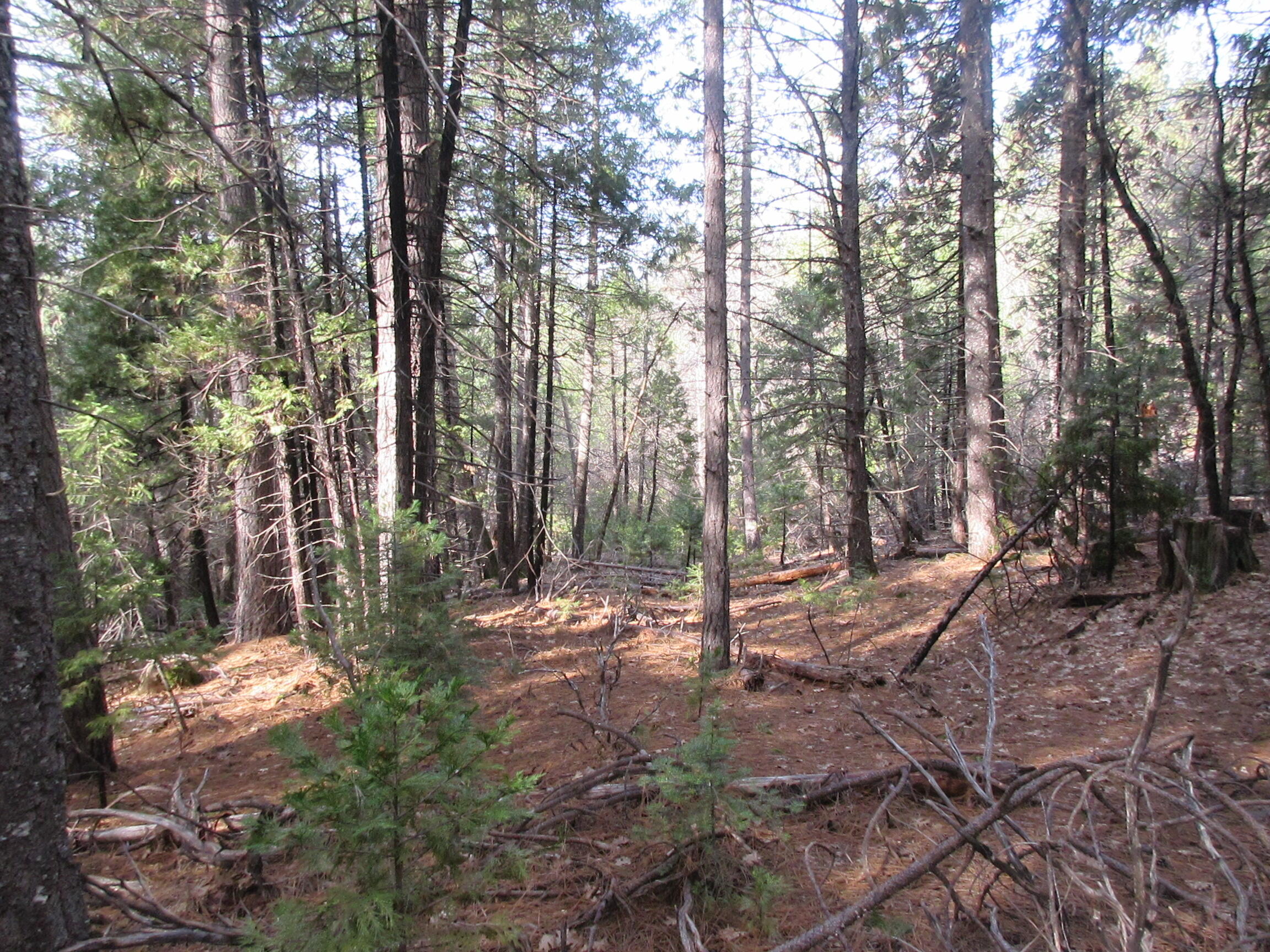 30425 Frontier Road Oak Run, CA 96069 - Photo 25 of 35 a backyard of a house with lots of green space