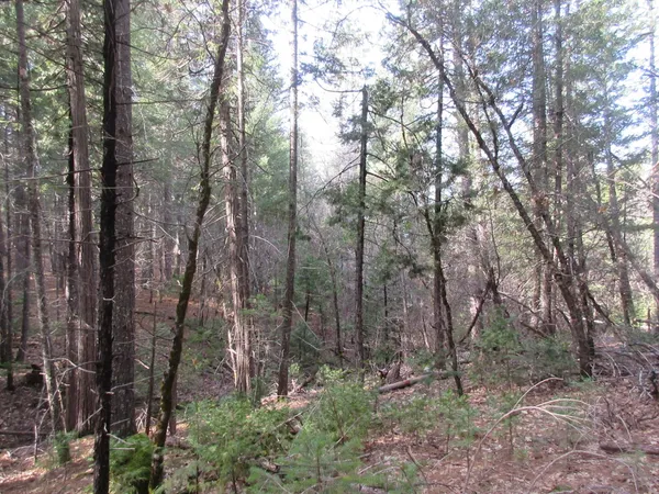 a view of forest