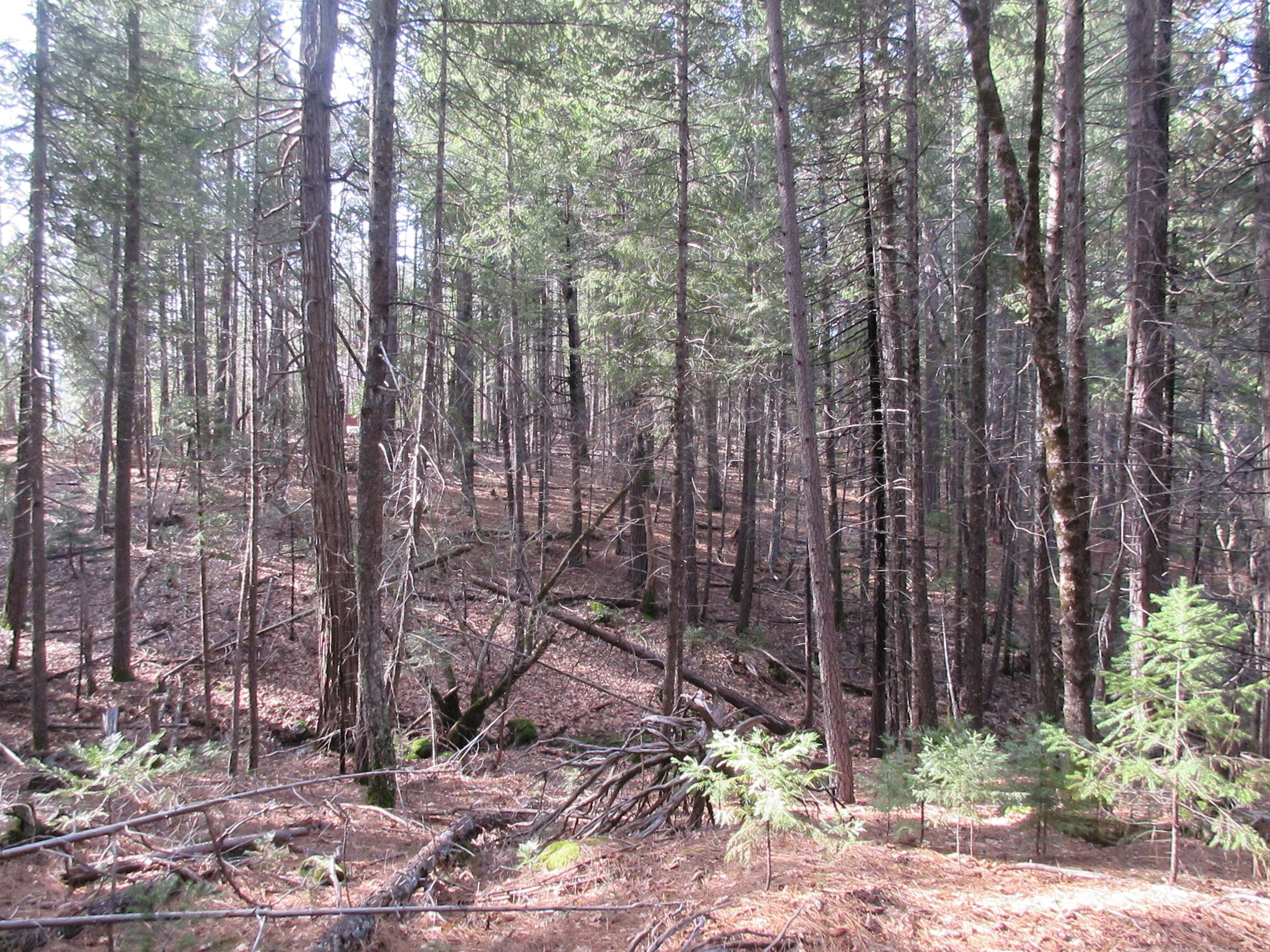 30425 Frontier Road Oak Run, CA 96069 - Photo 27 of 35 a view of a yard with large trees