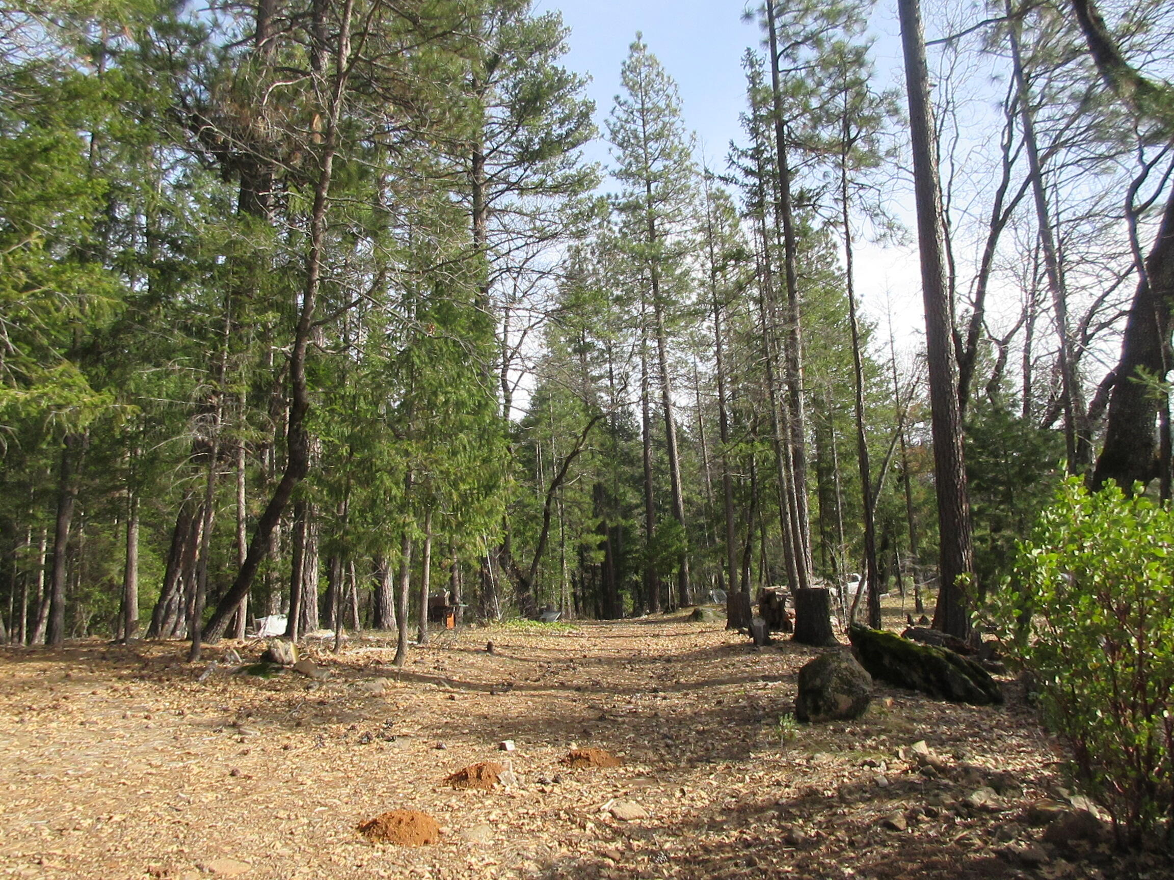30425 Frontier Road Oak Run, CA 96069 - Photo 28 of 35 a view of a yard with a tree