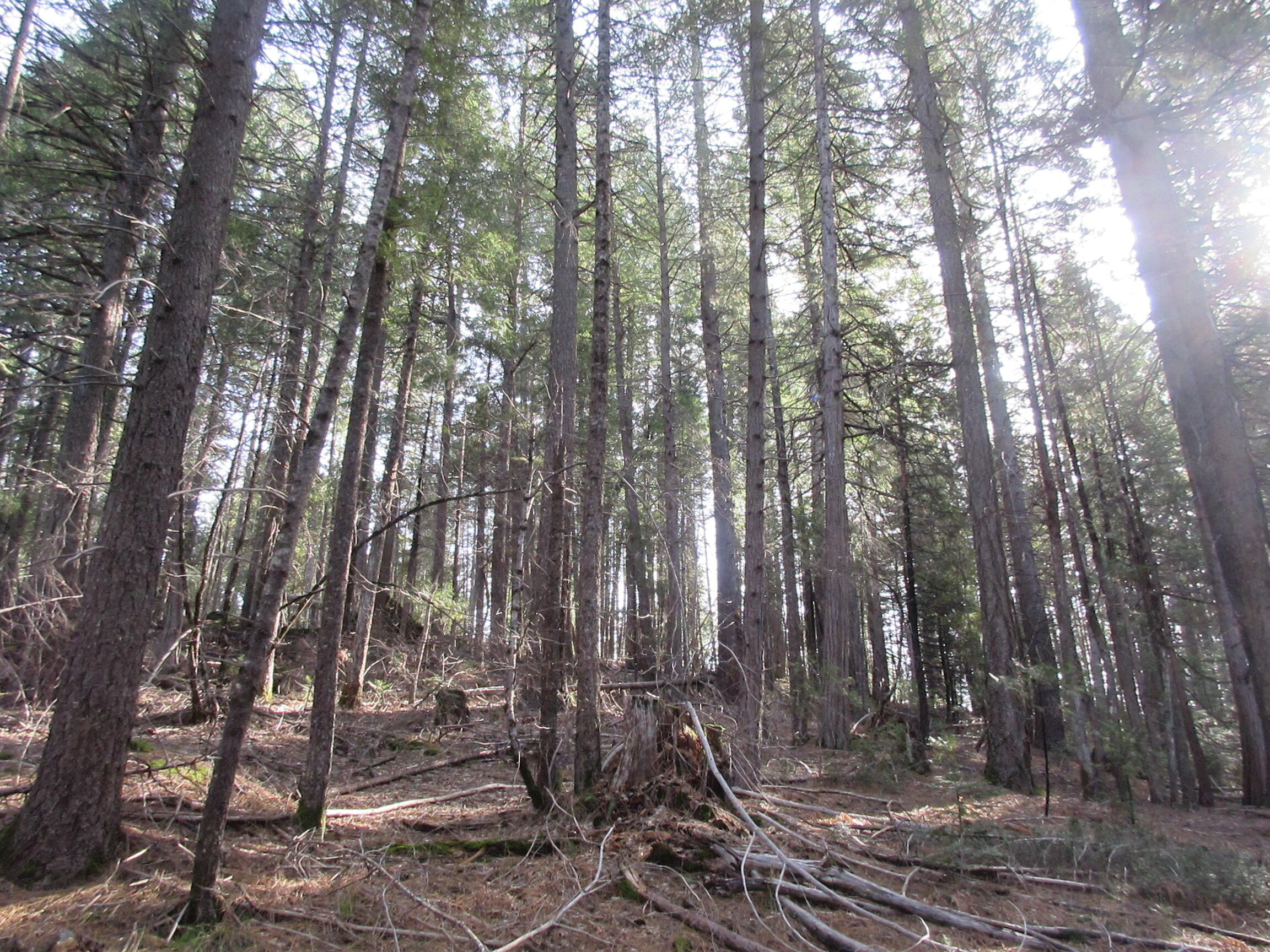 30425 Frontier Road Oak Run, CA 96069 - Photo 29 of 35 a view of a forest