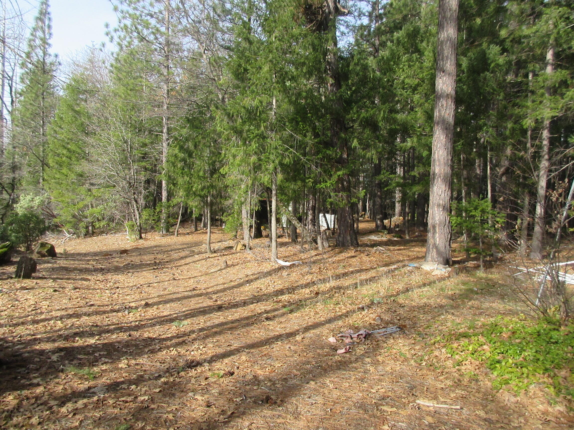 30425 Frontier Road Oak Run, CA 96069 - Photo 4 of 35 a view of outdoor space with trees