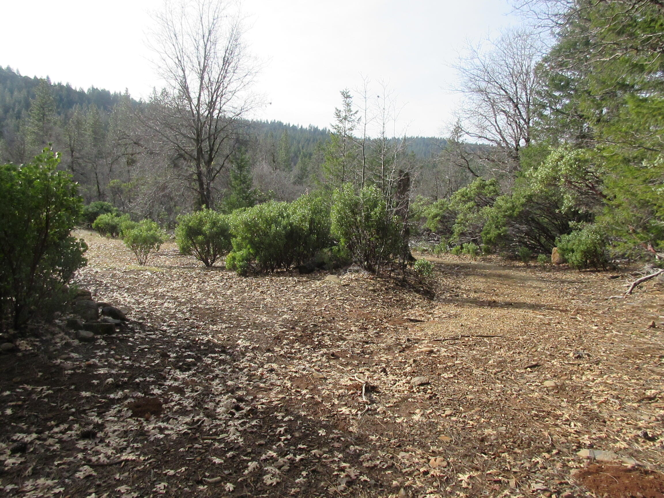 30425 Frontier Road Oak Run, CA 96069 - Photo 5 of 35 a big yard with lots of green space