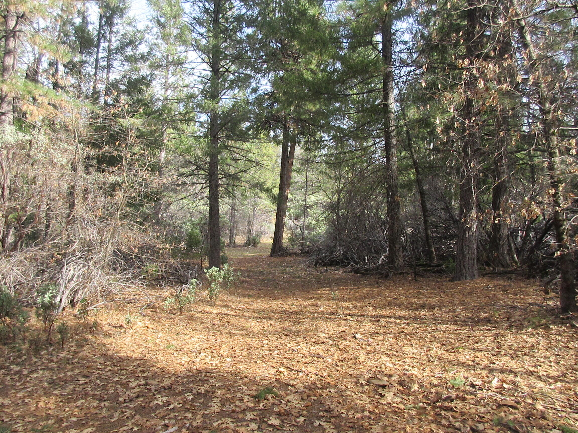 30425 Frontier Road Oak Run, CA 96069 - Photo 6 of 35 a view of a trees with a tree