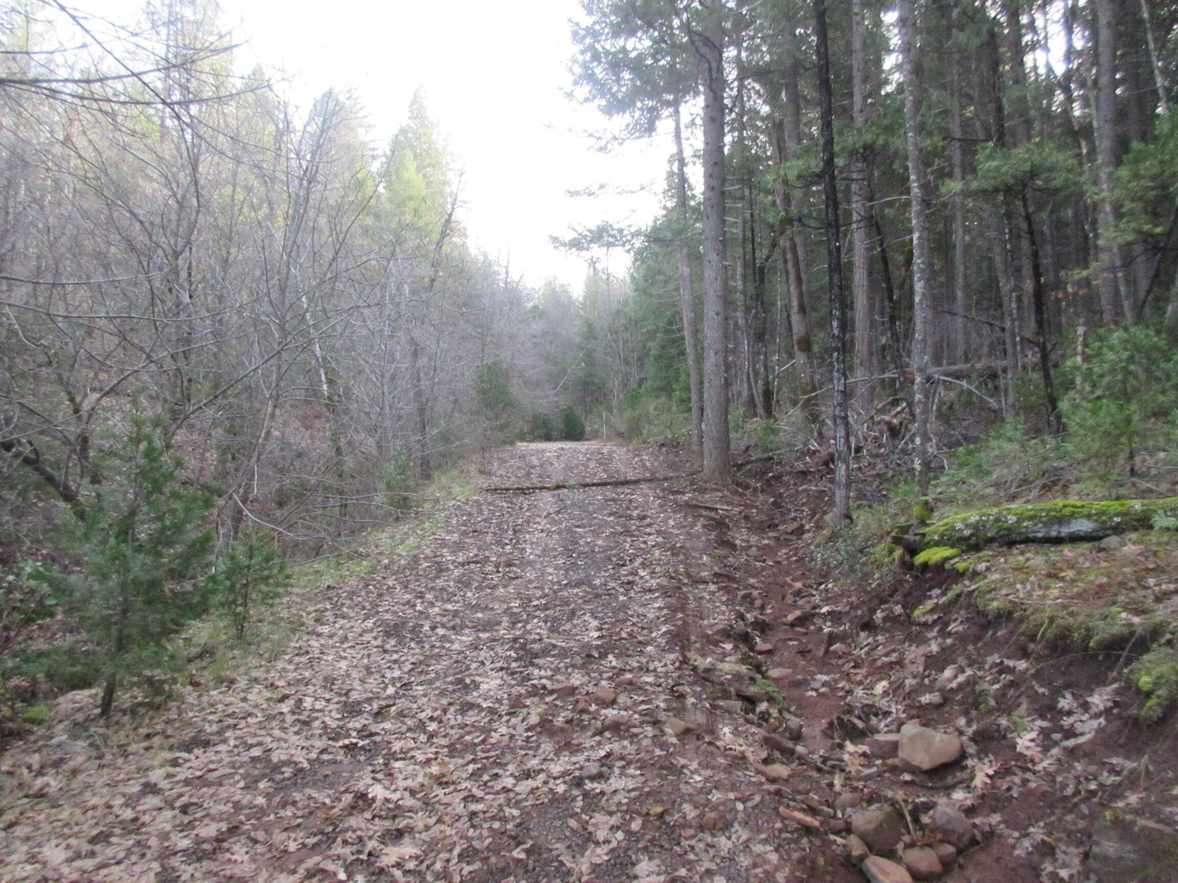 30425 Frontier Road Oak Run, CA 96069 - Photo 9 of 35 a view of a yard with trees in the background