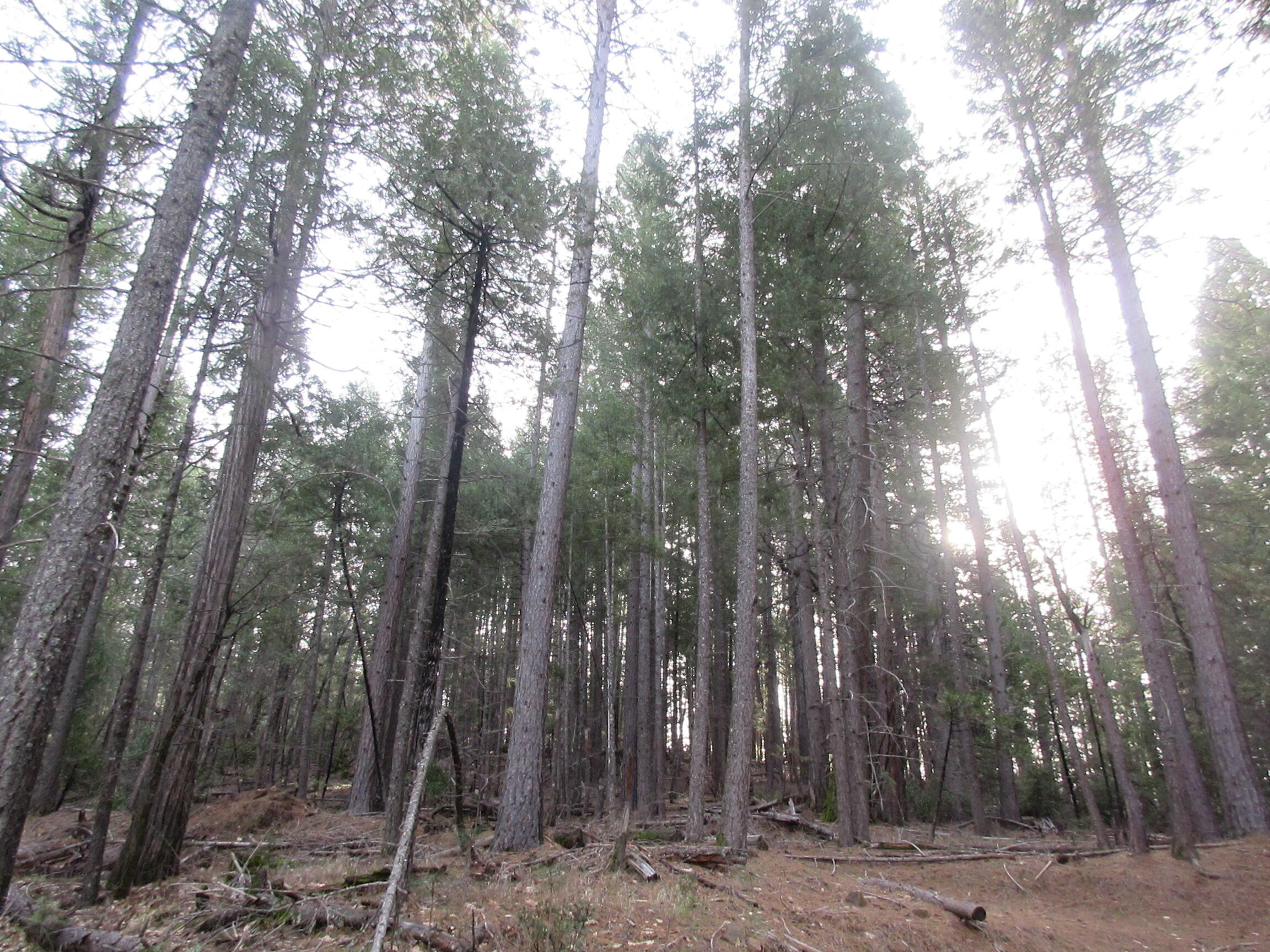 30425 Frontier Road Oak Run, CA 96069 - Photo 10 of 35 a view of forest