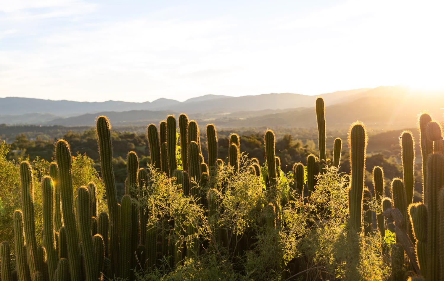 1417 Foothill Road Ojai, CA 93023 - Photo 19 of 41