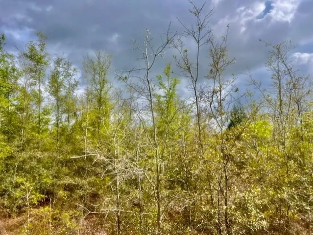 $195,000 | Northeast 998th Avenue, Branford, FL 32008