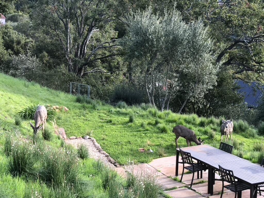 2600 Holly Road Santa Barbara, CA 93105 - Photo 63 of 70 9FA24ACB-09E3-4AA4-B998-CD53208EA717_1_1