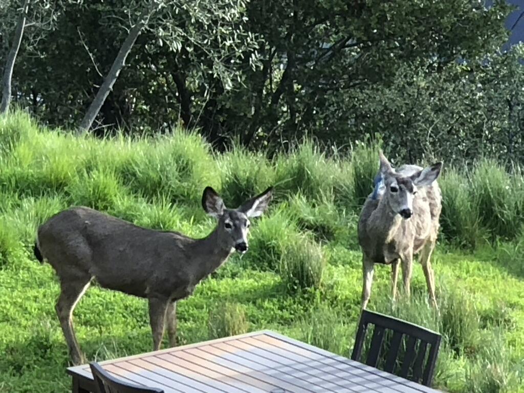 2600 Holly Road Santa Barbara, CA 93105 - Photo 67 of 70 AC999345-8D21-4422-A5B4-398A2822B391_1_1