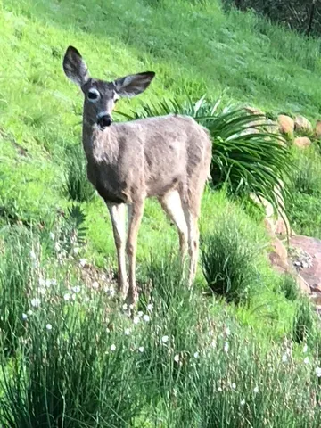 $3,350,000 | 2600 Holly Road, Santa Barbara, CA 93105