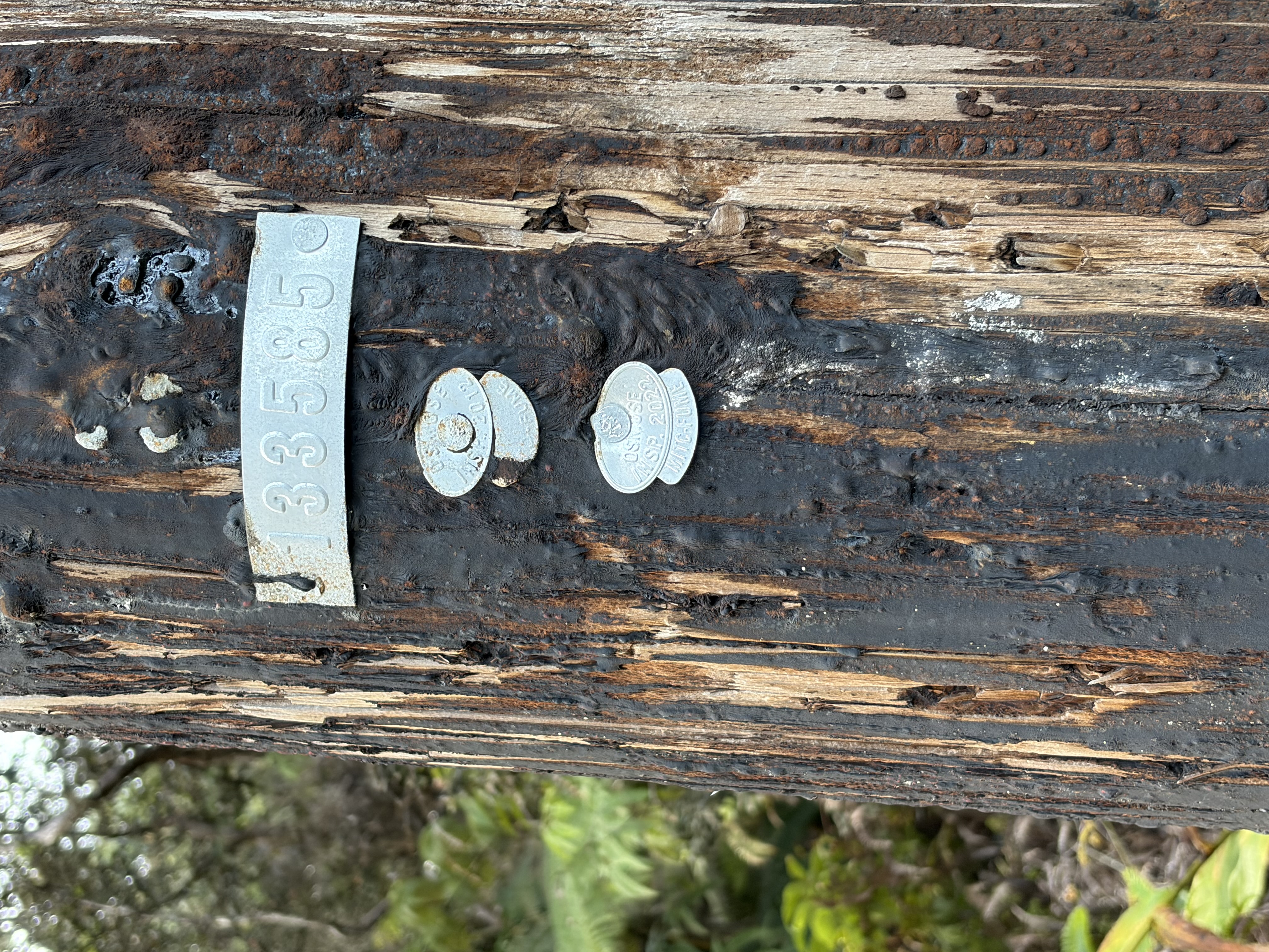 613 7th Street Volcano, HI 96785 - Photo 3 of 3 a view of a room that has a fountain and a tree