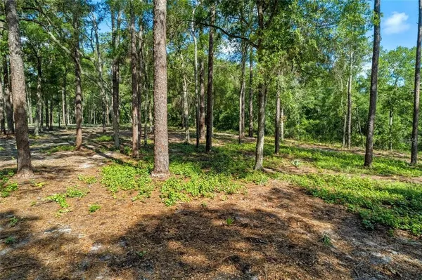 a green field with lots of trees