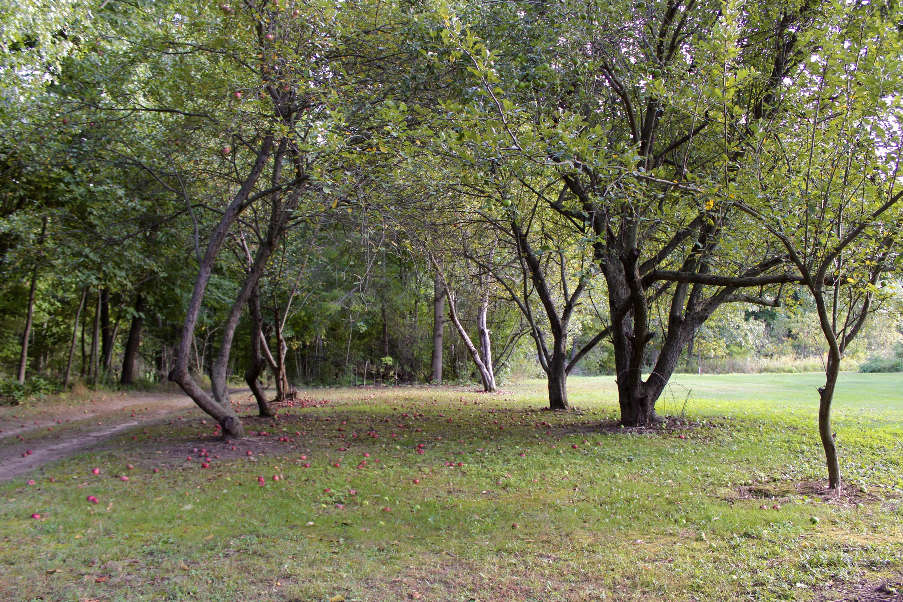 13500 McKinley Road Chelsea, MI 48118 - Photo 31 of 36 727F19EB-8436-427A-964D-008139982694