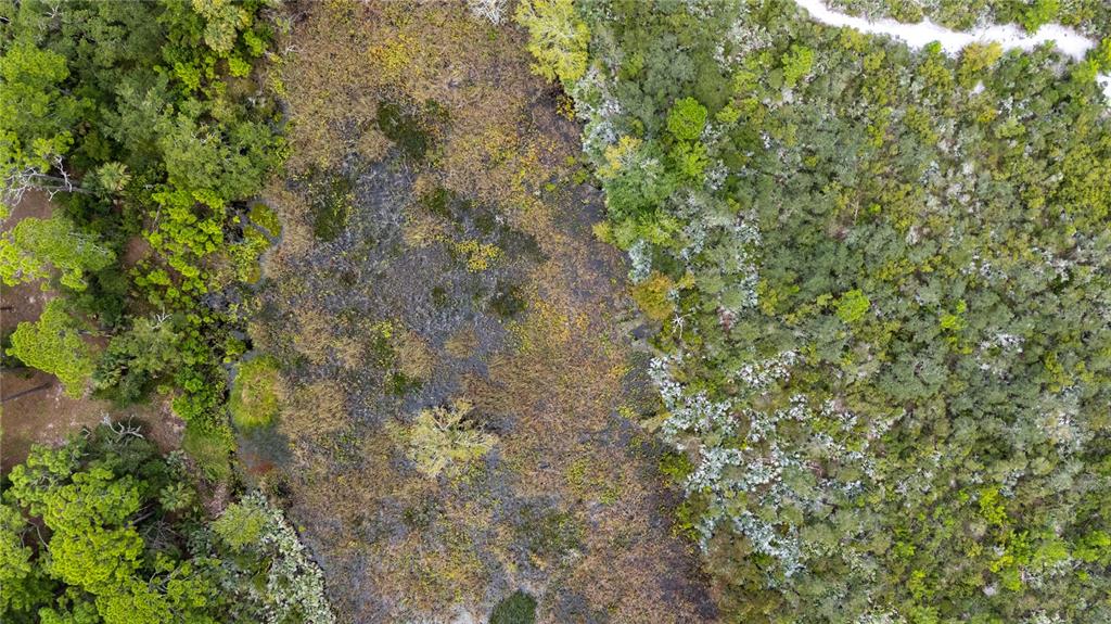 4245 Clinton Cemetery Road Edgewater, FL 32141 - Photo 59 of 60 a view of a tree