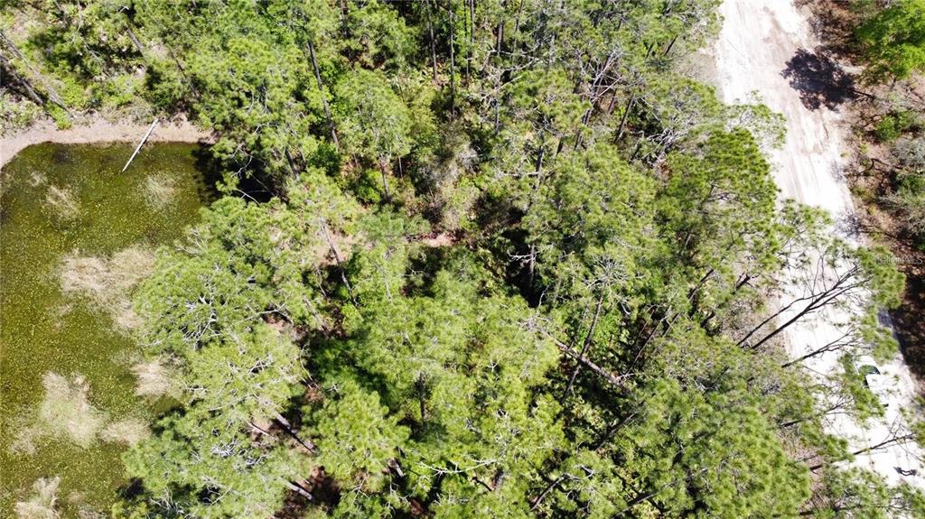 206 Hudson Street Interlachen, FL 32148 - Photo 3 of 7 a view of a yard