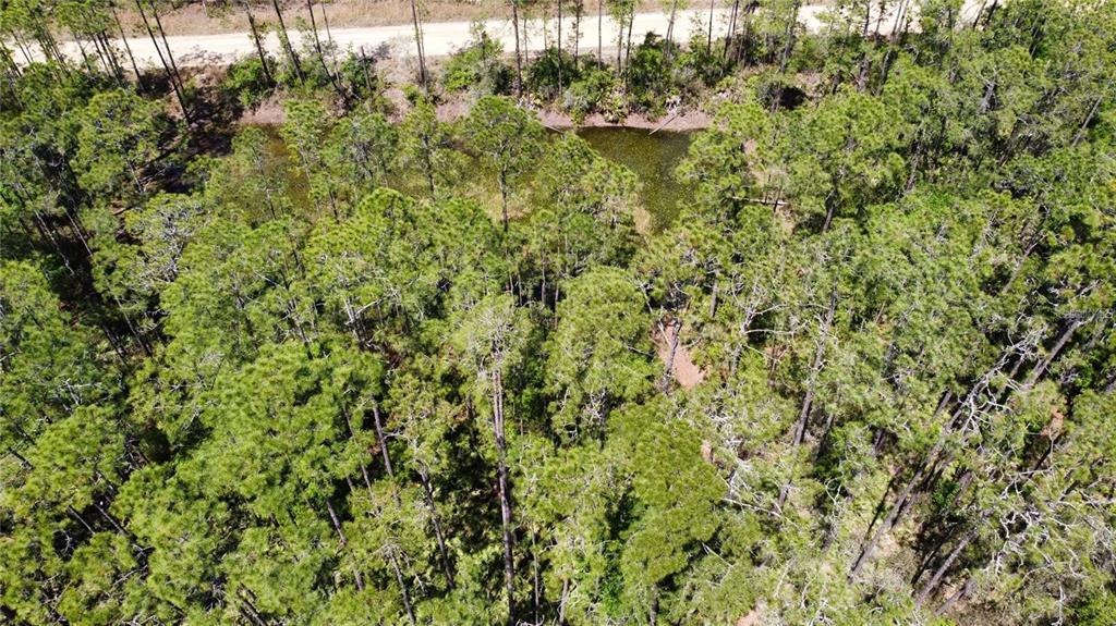 206 Hudson Street Interlachen, FL 32148 - Photo 6 of 7 a view of a yard with a tree