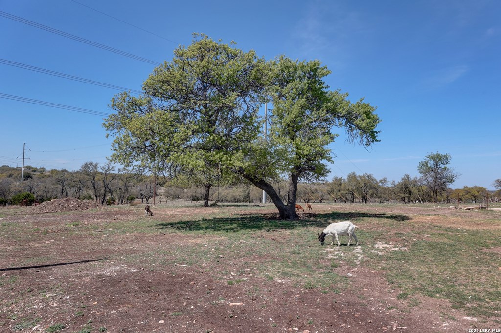1443 Gina Road Harper, TX 78631 - Photo 34 of 49 a view of a dry yard with trees