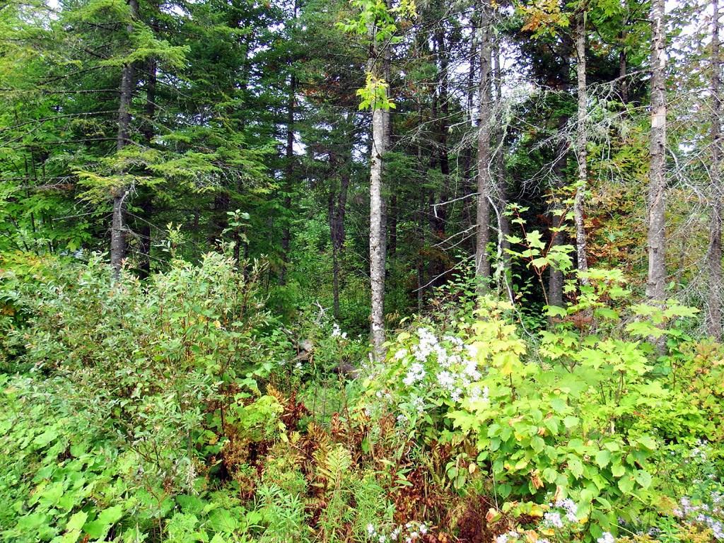 20 A Tracy Road Amity, ME 04471 - Photo 5 of 8 Photo
