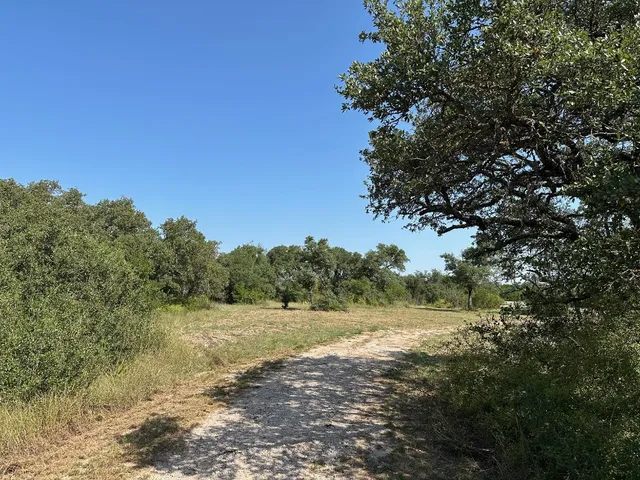 a view of a yard with a tree
