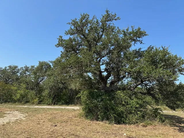 a view of a yard with a tree