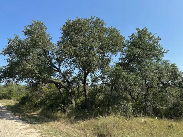 a view of a lake with lots of trees