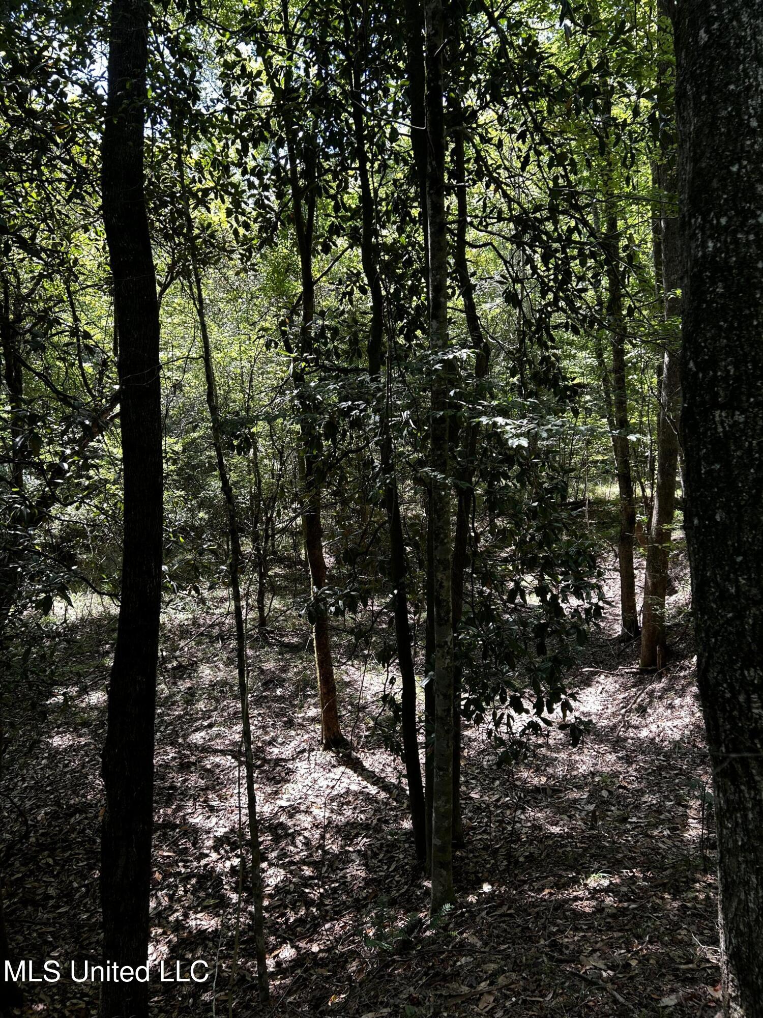 0 Jack Road Utica, MS 39175 - Photo 18 of 25 IMG_1752