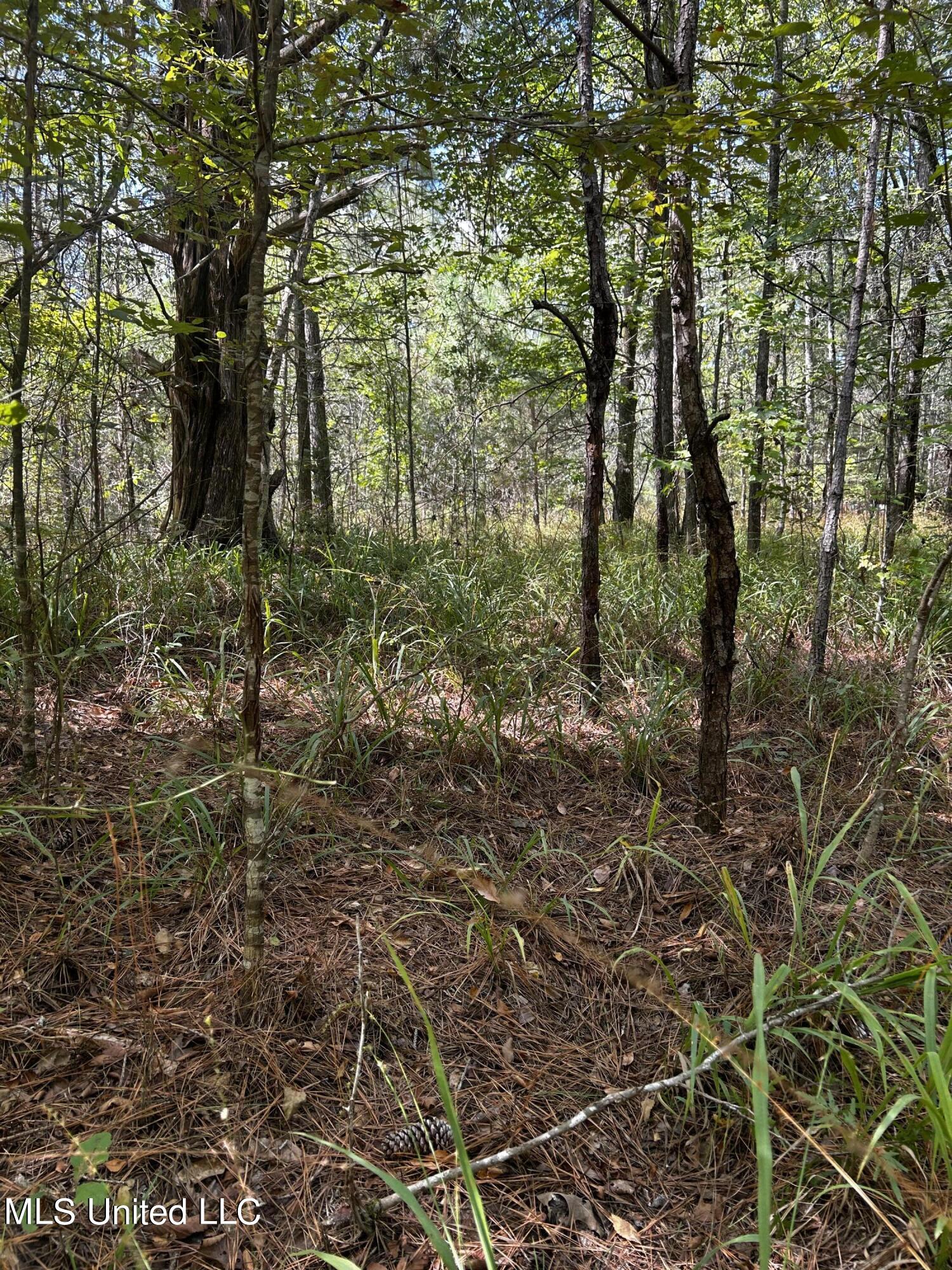 0 Jack Road Utica, MS 39175 - Photo 20 of 25 IMG_1754