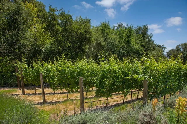 a view of backyard of house with green space