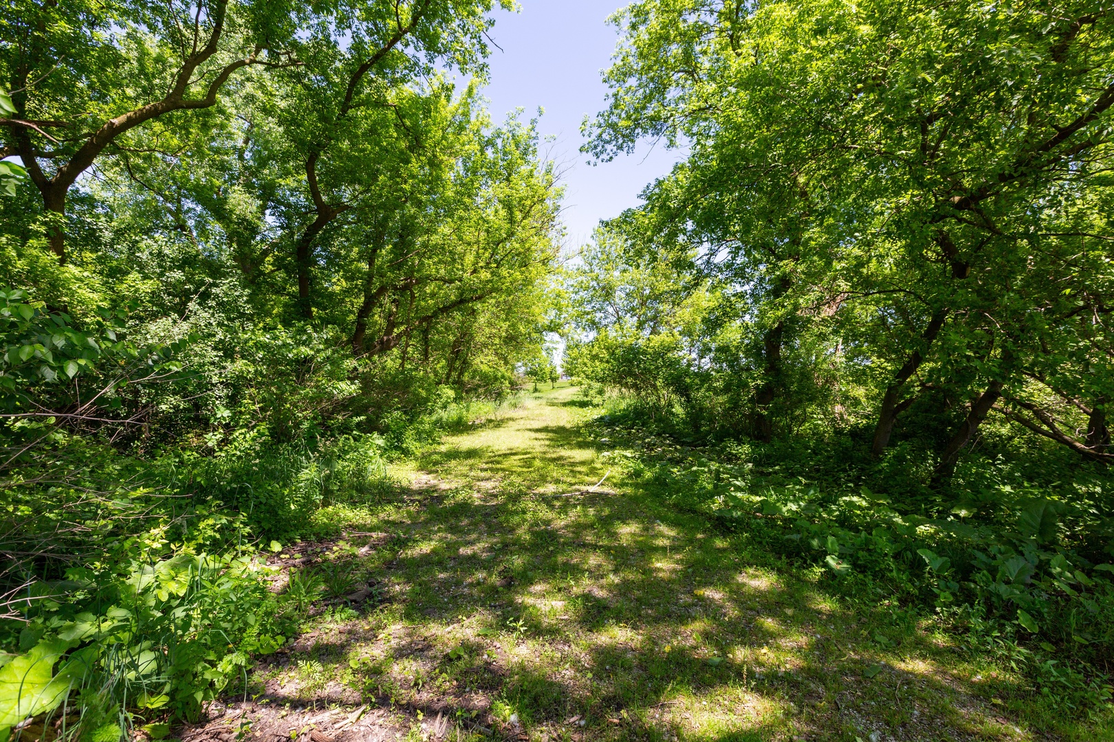 9618 Emily Lane Union, IL 60180 - Photo 2 of 16 a view of a lush green forest