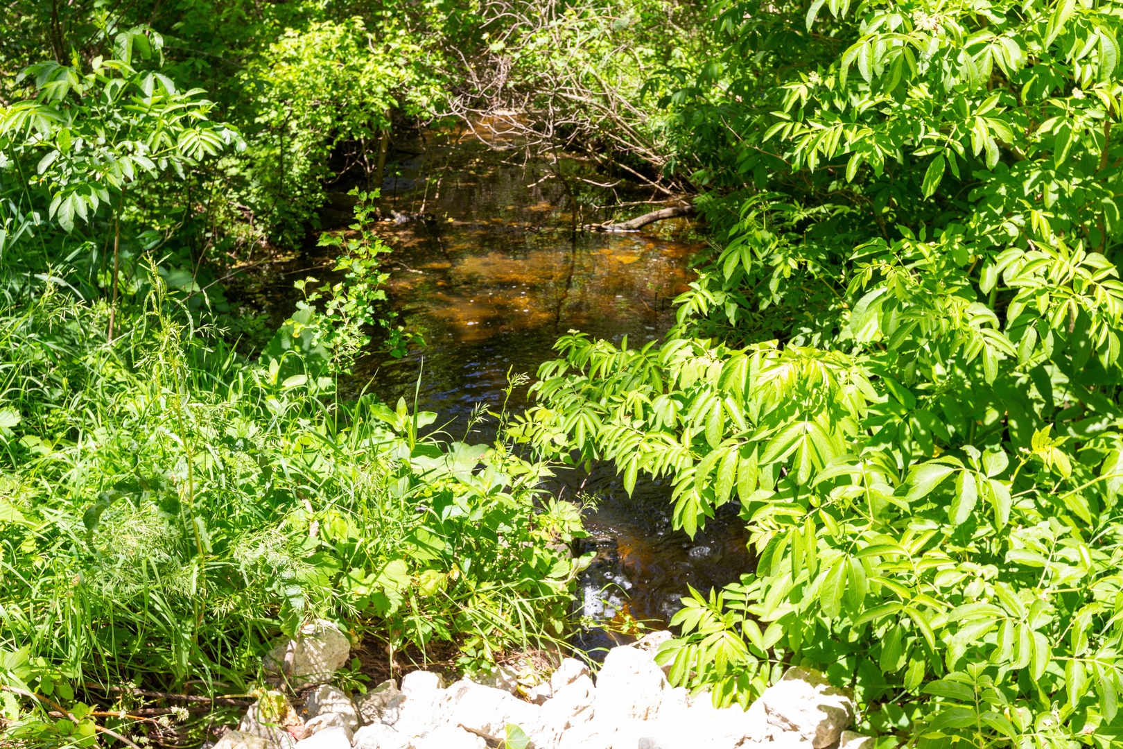 9618 Emily Lane Union, IL 60180 - Photo 9 of 16 a backyard of a house with lots of green tree