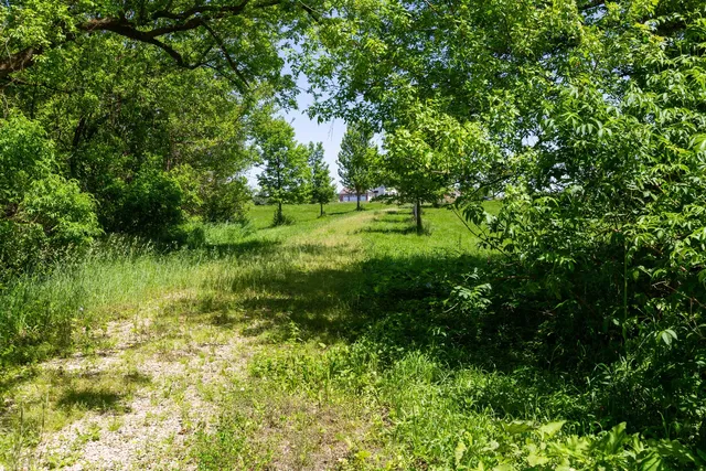 a view of a green field with a tree
