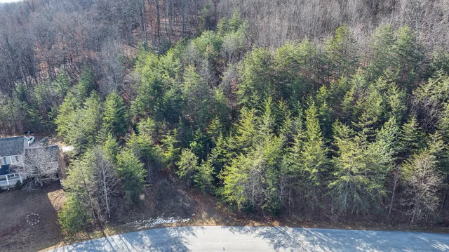 a view of a forest with large trees