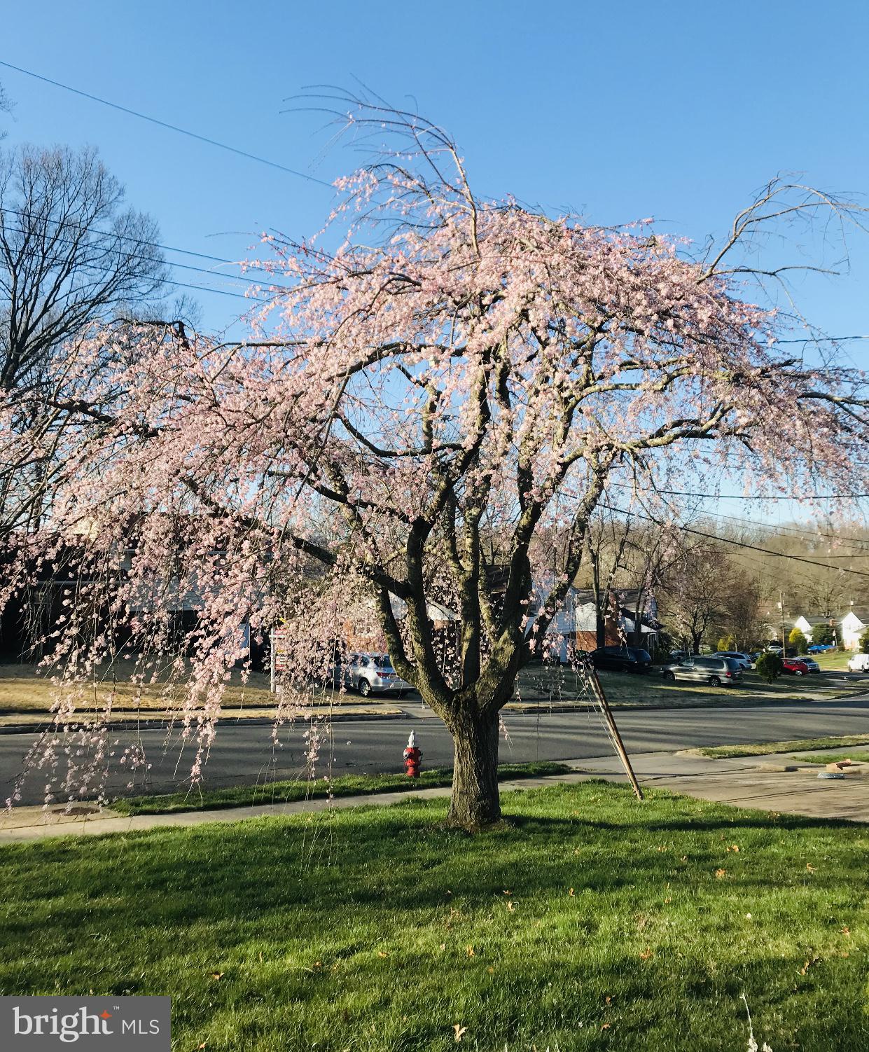 5946 Atteentee Road Springfield, VA 22150 - Photo 40 of 42 No need to drive to DC with your own Cherry Tree