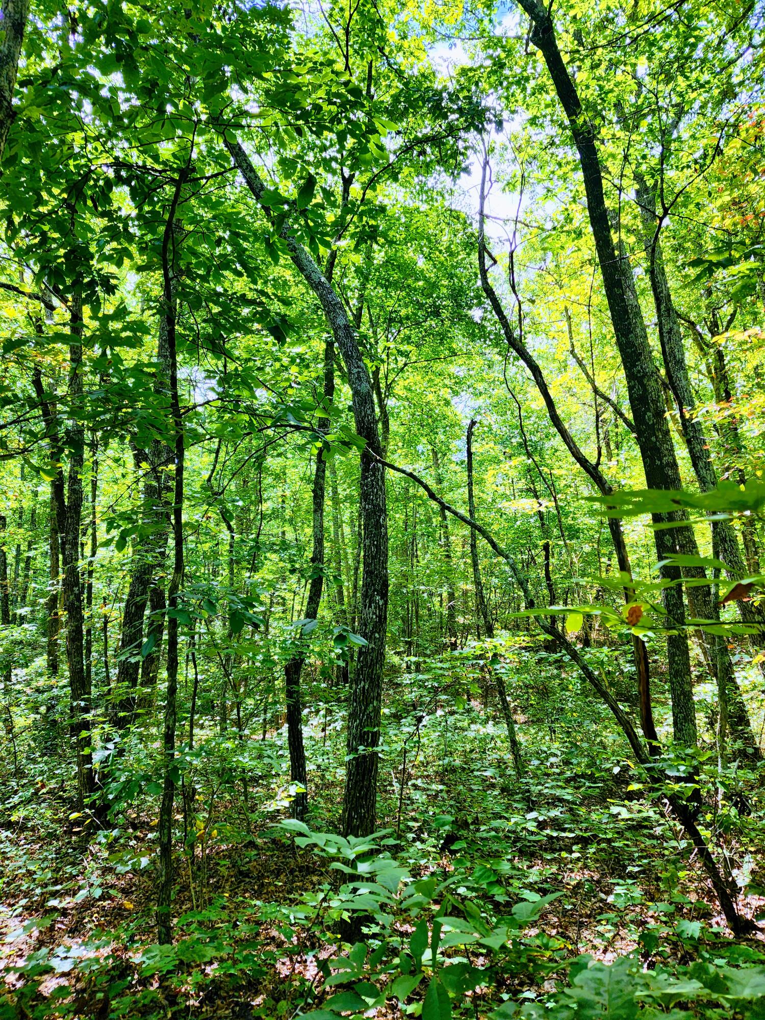 75 Hunters Trail Way, Unit 75 76 Altamont, TN 37301 - Photo 11 of 52 20220914_130543~2